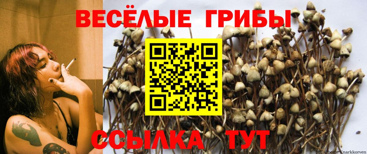 закладки  Вход с VPN  Псилоцибиновые грибы Psilocybine cubensis  Тосно  Галлюциногенные грибы GOLDEN TEACHER 